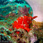 Painted frogfish (red phase)