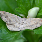 Geometridae Macaria.