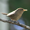 House Wren