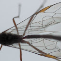 Orange caterpillar parasite wasp
