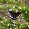 Papilonio Negro / Polydamas Swallowtail