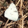 Cabbage Butterfly, Small White, White Butterfly