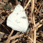 Cabbage Butterfly, Small White, White Butterfly