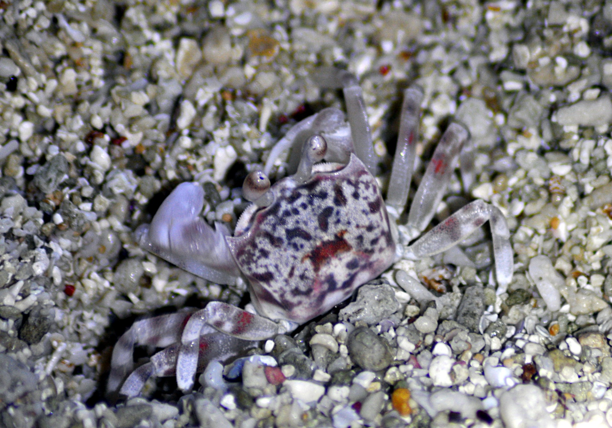 Smooth-handed ghost crab
