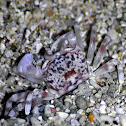Smooth-handed ghost crab