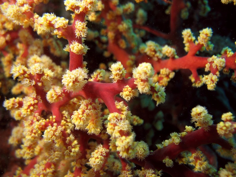 20080404_0047_coral.jpg