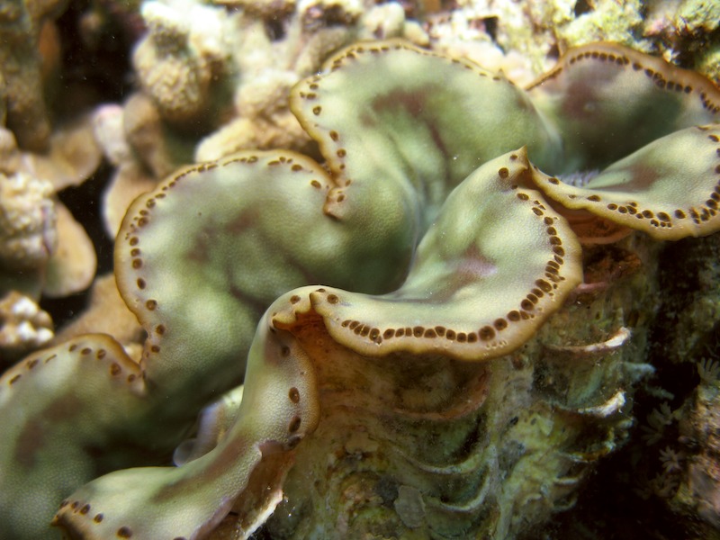 20080404_0077_clam.jpg