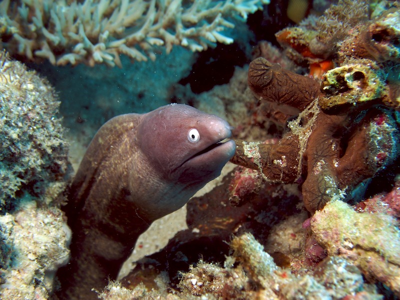 20080504_0082_morayeel.jpg