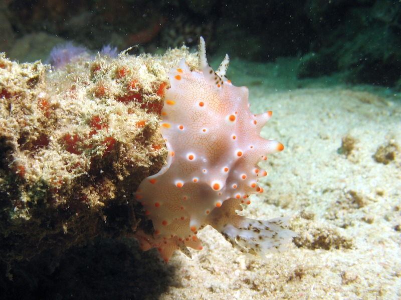 20080606_0084_nudi.jpg