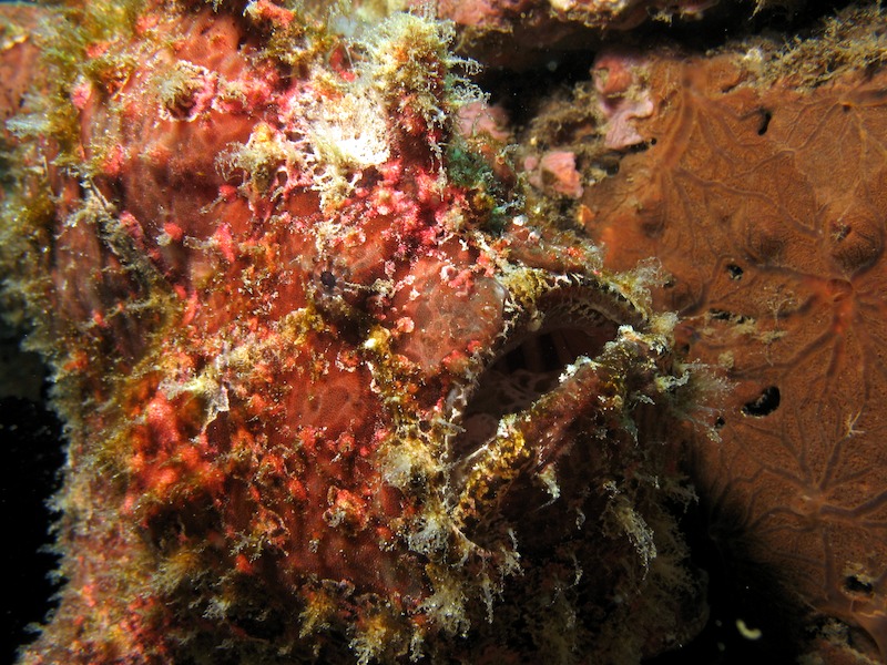 20080606_0024_frogfish.jpg