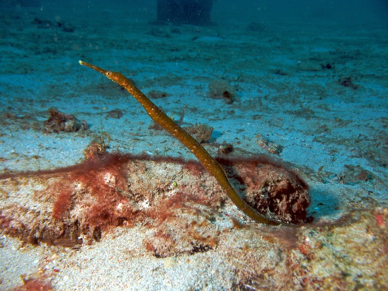 20080606_0039_pipefish.jpg