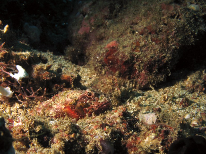 20080623_0041_scorpionfish.jpg