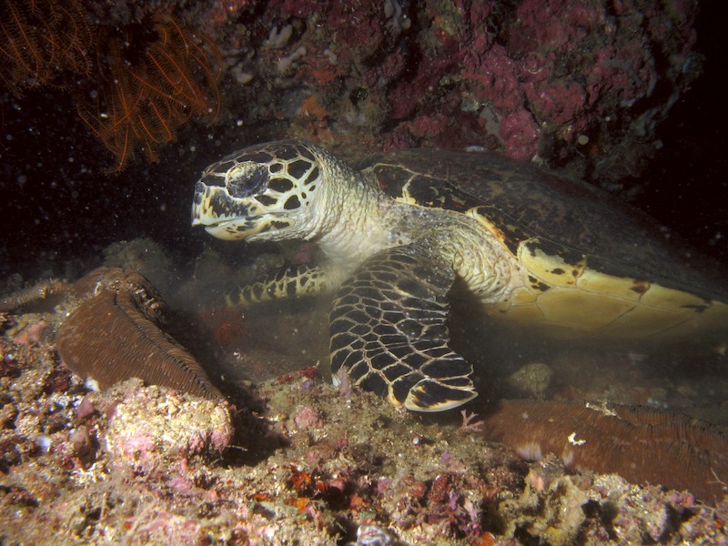 20080701_0188_turtle.jpg