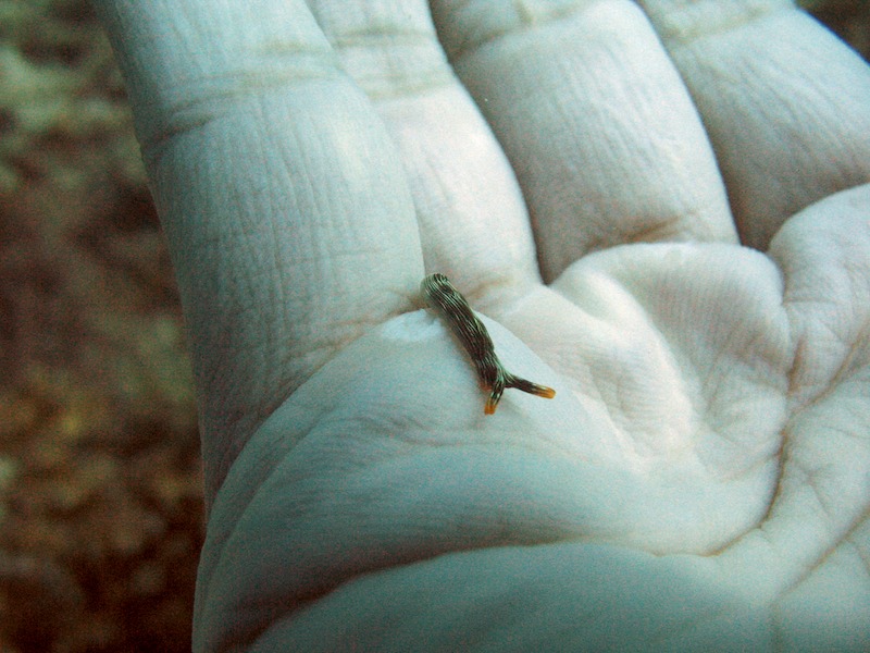 20080706_0139_nudi.jpg