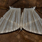 Micronid Swallowtail Moth