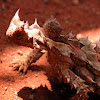 Thorny Devil 