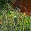 Monarch chrysalis