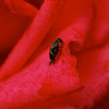 tumbling flower beetles, Stachelkäfer