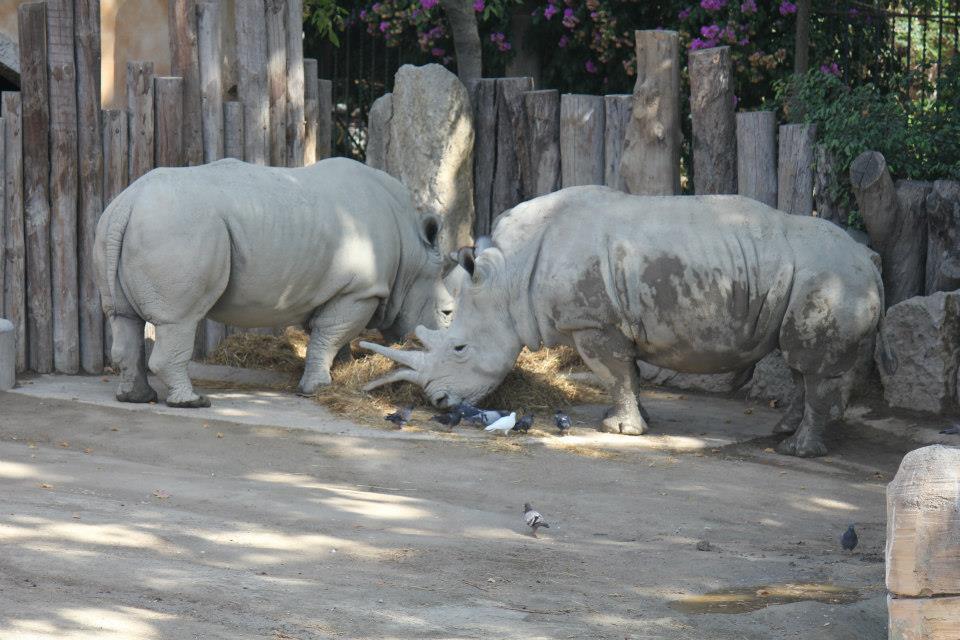 Rinoceronte branco