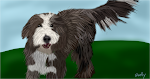 Lincoln: My Bearded Collie
