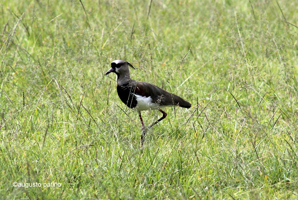 Pellar común - Southern lapwing | Project Noah