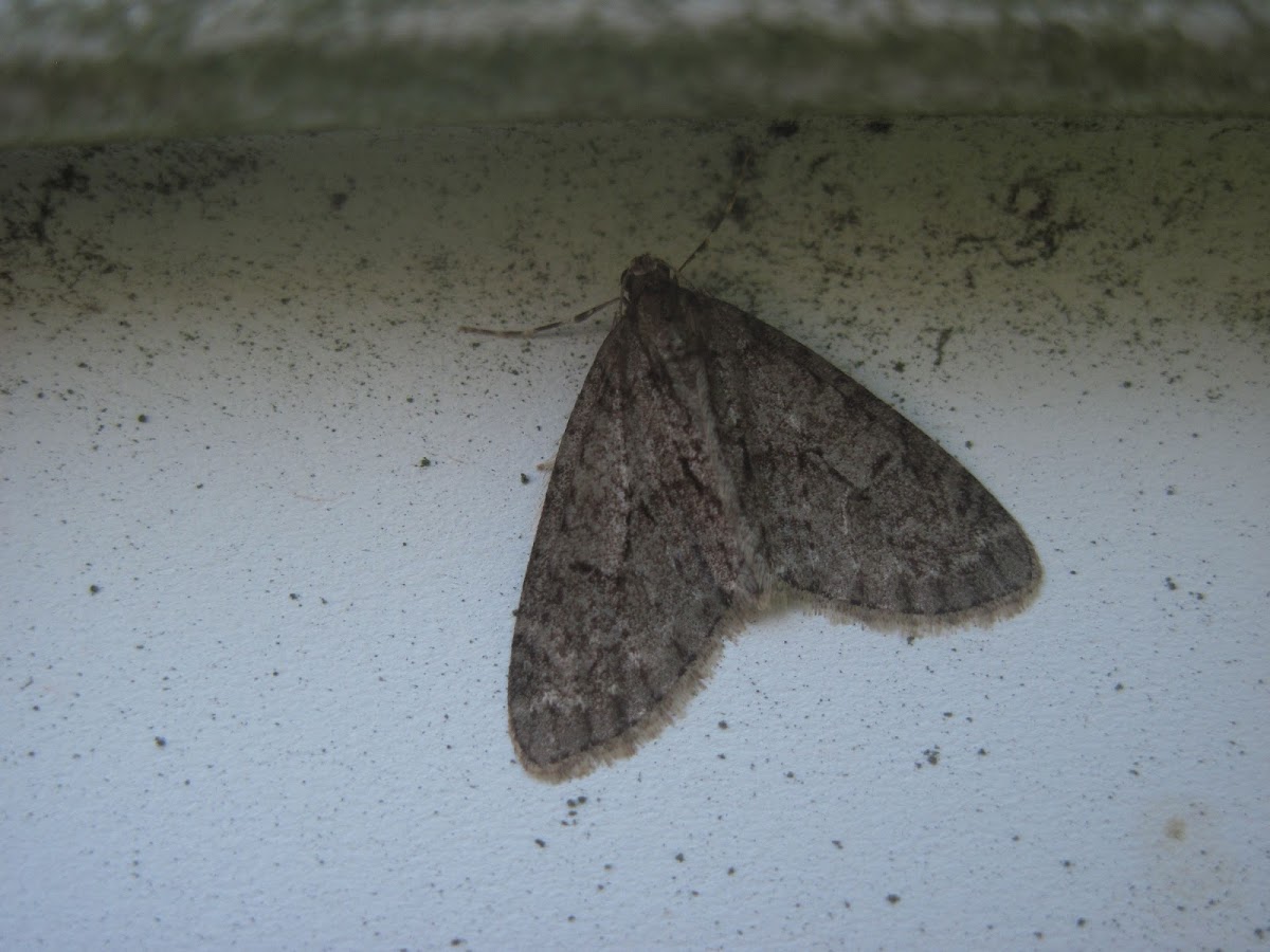Mottled Gray Carpet Moth