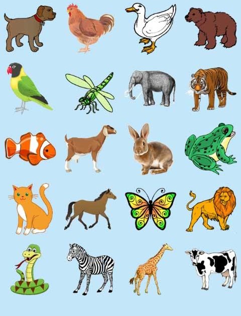  Kumpulan  gambar  untuk Belajar mewarnai Gambar  Hewan  Untuk Anak Tk Berwarna