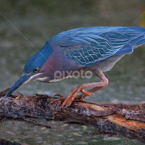 Fishing by Dave . - Animals Birds