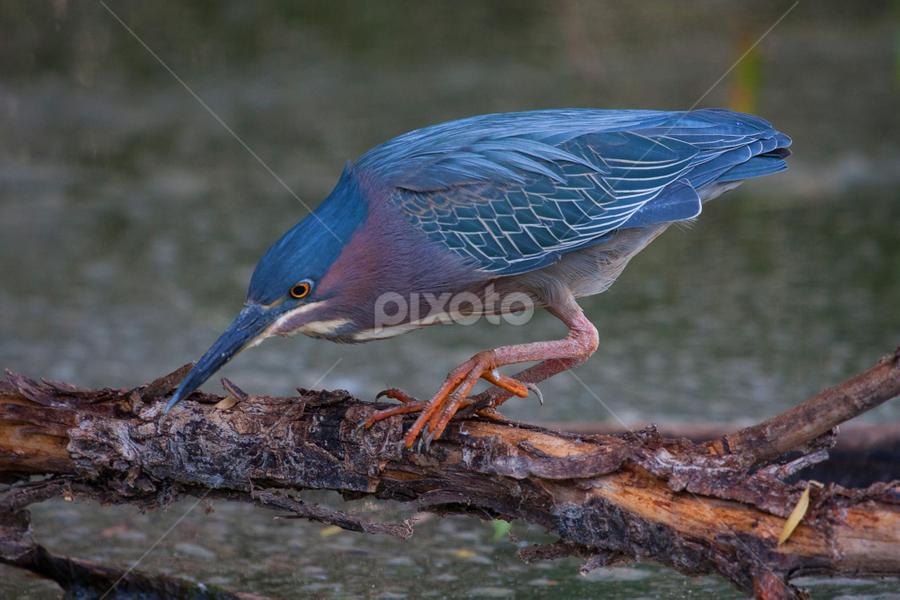 Fishing by Dave . - Animals Birds