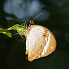 Mocker Swallowtail (female)