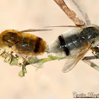 Bee Fly (mating)