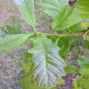 Arkansas oak