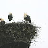Cigogne Blanche (White Stork)