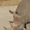 White Rhinocerus