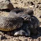 Southern Pacific Rattlesnake