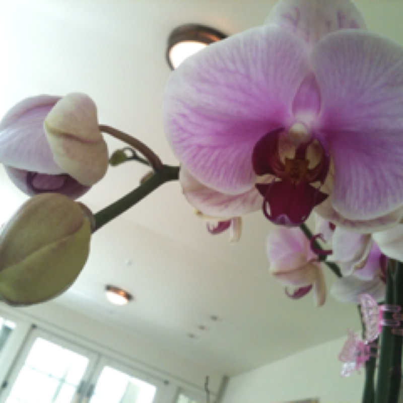 Sweet Melody Sato Moth Orchid