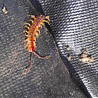 Centipede and unknown spotting