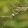Foliate Spider