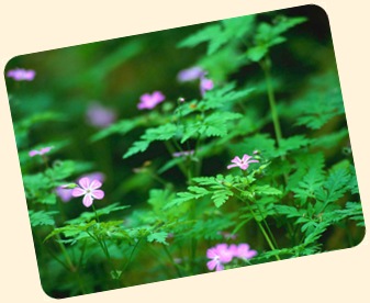 Flowers in the forest.