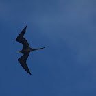 magnificent frigate bird