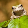 North American Tree Frog