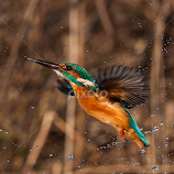 Just missed the fish by Øyvind Håvarstein-Hustoft -  