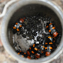 American burying beetle