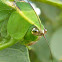 Gafanhoto folha (Leaf mimic Katydid)