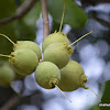 Wild Guava, Ceylon Oak, Patana Oak, कुम्भी,