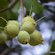 Wild Guava, Ceylon Oak, Patana Oak, कुम्भी,
