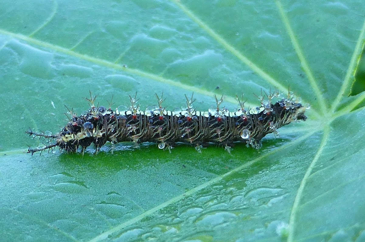 Angled Castor caterpillar
