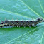 Angled Castor caterpillar