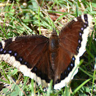 Mourning Cloak