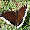 Mourning Cloak